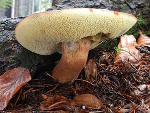 Klikni pro velký obrázek