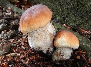 Klikni pro velký obrázek