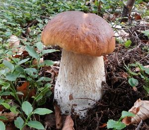 Klikni pro velký obrázek