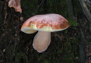 Klikni pro velký obrázek