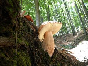 Klikni pro velký obrázek