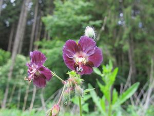 Kakost hnědočervený (Geranium phaeum)