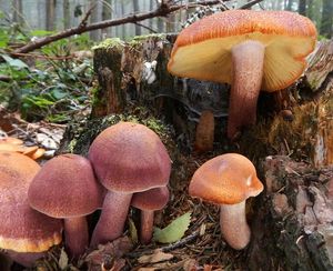 Klikni pro velký obrázek