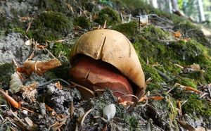 Klikni pro velký obrázek