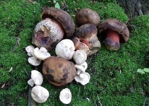 Klikni pro velký obrázek