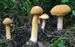 Klikni pro velký obrázek