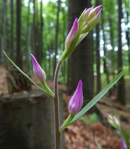 Klikni pro velký obrázek