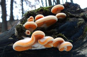 Klikni pro velký obrázek