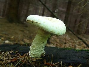 Klikni pro velký obrázek