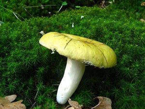 Klikni pro velký obrázek