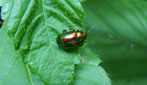 Klikni pro velký obrázek