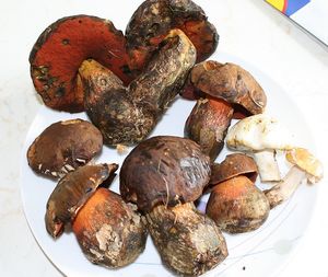 Klikni pro velký obrázek