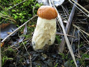 Klikni pro velký obrázek