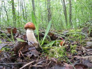 Klikni pro velký obrázek