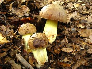 Klikni pro velký obrázek