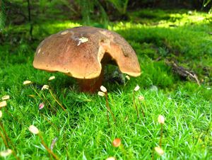 Klikni pro velký obrázek