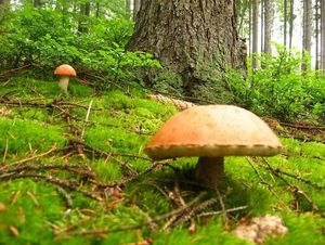 Klikni pro velký obrázek