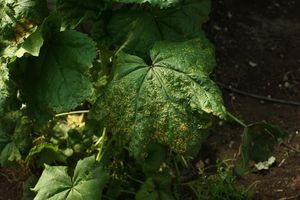 Rez slézová - Puccinia malvacearum Bertero ex Mont.