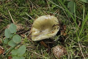 Klikni pro velký obrázek