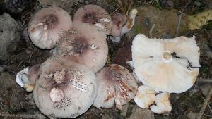 Bedla Badhamova - Leucoagaricus badhamii (Berk ,Broom) Singer