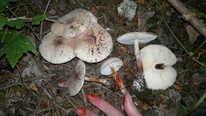 Bedla Badhamova - Leucoagaricus badhamii (Berk ,Broom) Singer