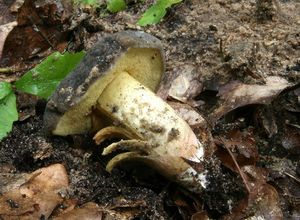 Klikni pro velký obrázek