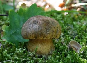 Klikni pro velký obrázek