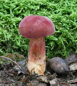 Klikni pro velký obrázek