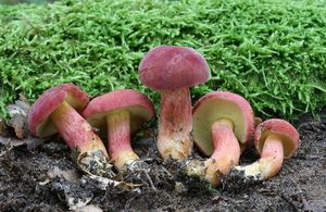 Klikni pro velký obrázek