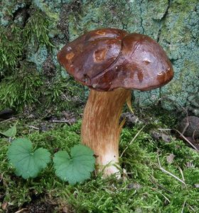 Klikni pro velký obrázek