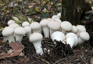 Pýchavka obecná - Lycoperdon perlatum Pers. 1796