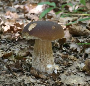 Klikni pro velký obrázek