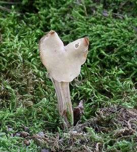 Klikni pro velký obrázek