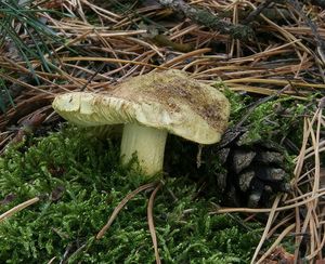 Klikni pro velký obrázek