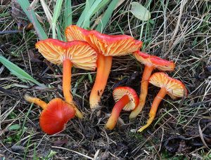 Voskovka šarlatová - Hygrocybe coccinea (Schaeff.) P. Kumm., 1871