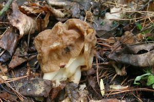 Klikni pro velký obrázek