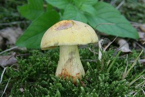 Hřib meruňkový žlutavý - Rheubarbariboletus armeniacus (Quél.) Vizzini, Simonini & Gelardi, in Vizzini 2015