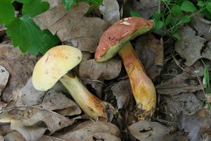 Hřib meruňkový - Rheubarbariboletus armeniacus (Quél.) Vizzini, Simonini & Gelardi