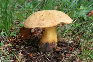 Klikni pro velký obrázek