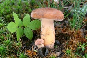 Klikni pro velký obrázek