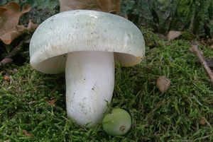 Klikni pro velký obrázek