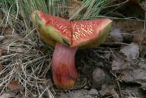 Klikni pro velký obrázek