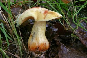 Klikni pro velký obrázek