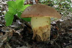 Klikni pro velký obrázek