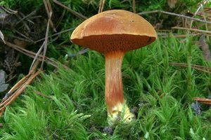Hřib peprný - Chalciporus piperatus (Bull.) Bataille 1908