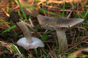 Čirůvka zemní - Tricholoma terreum (Schaeff.) P. Kumm. 1871