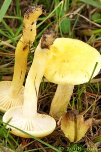 Šťavnatka modřínová - Hygrophorus lucorum