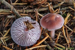 Helmovka ředkvičková - Mycena pura (Pers.) P. Kumm. 1871