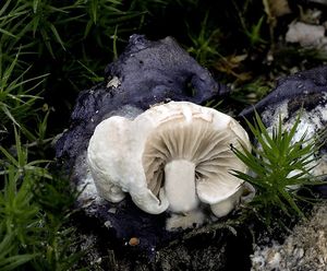 Rovetka pýchavkovitá - Asterophora lycoperdoides (Bull.) Ditmar 1809