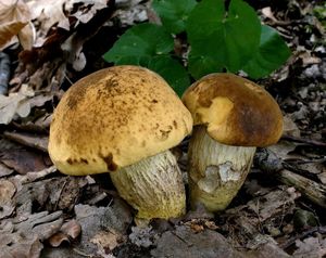 Kozák dubový - Leccinellum crocipodium (Letell.) Della Maggiora & Trassinelli 2014